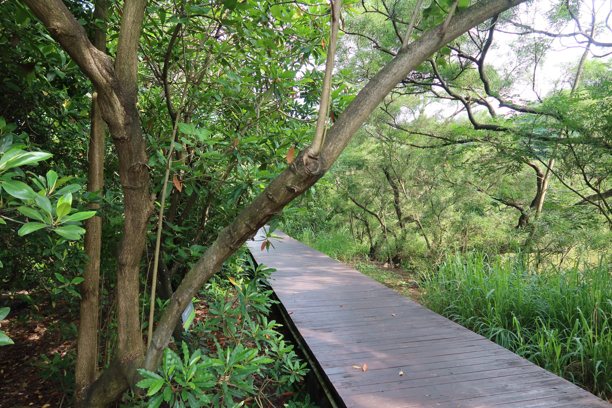 Mangrove 2025.7.15 (23)