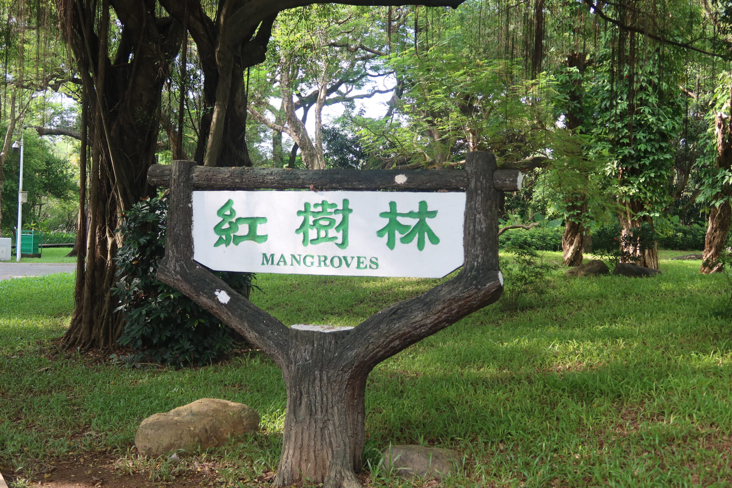 Mangrove 2025.7.15 (4)